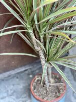 Zdjęcie rośliny Dracaena marginata bicolor (Dracena), ujęcie 3