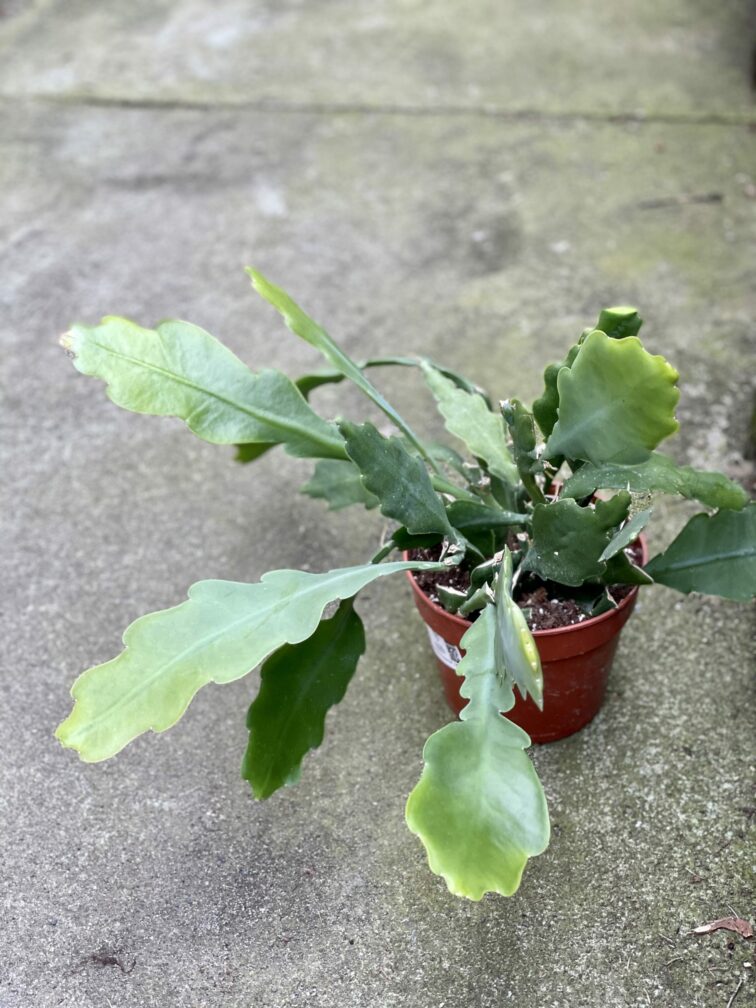 Zdjęcie rośliny Epiphyllum Bevertail, ujęcie 3