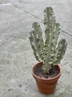 Zdjęcie rośliny Euphorbia marmorata, ujęcie 1