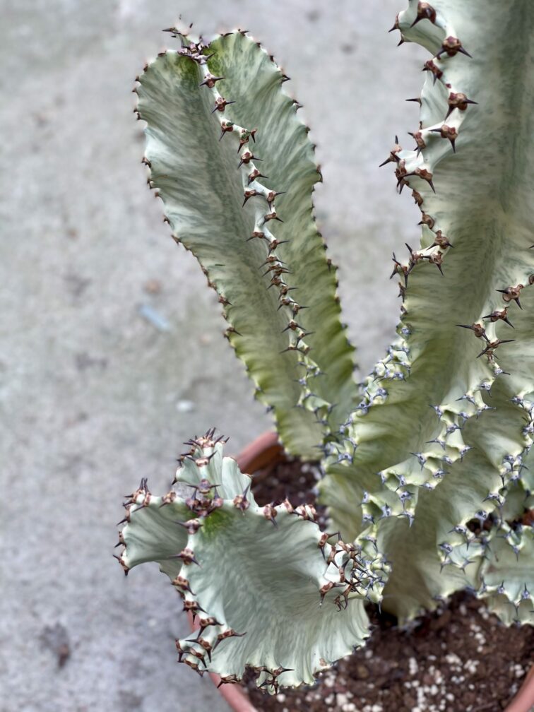Zdjęcie rośliny Euphorbia marmorata, ujęcie 2