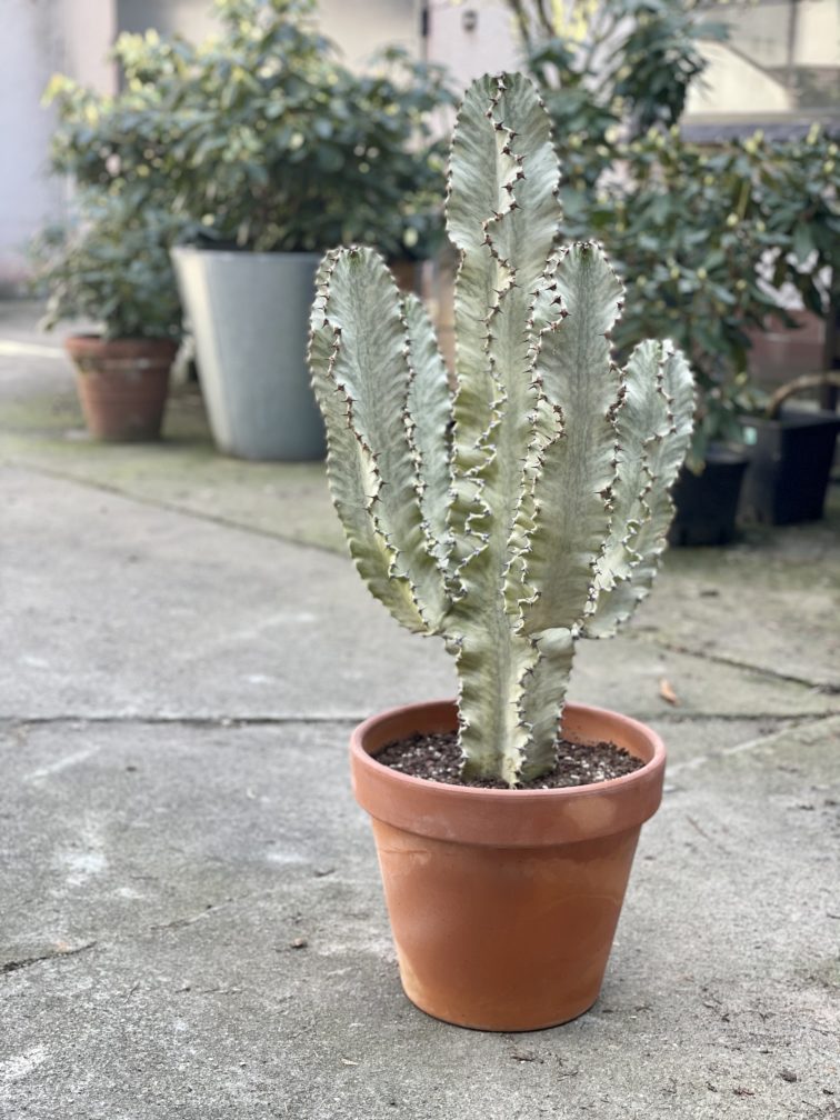 Zdjęcie rośliny Euphorbia marmorata, kaktus