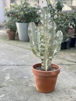 Zdjęcie rośliny Euphorbia marmorata, ujęcie 3