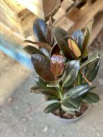 Zdjęcie rośliny Ficus elastica Melany, ujęcie 1