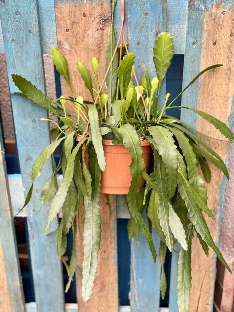 Zdjęcie rośliny Lepismium houlletianum, ujęcie 1