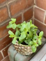 Zdjęcie rośliny Mentha spicata Moroccan (Mięta marokańska), ujęcie 1