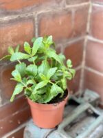 Zdjęcie rośliny Mentha spicata Moroccan (Mięta marokańska), ujęcie 2