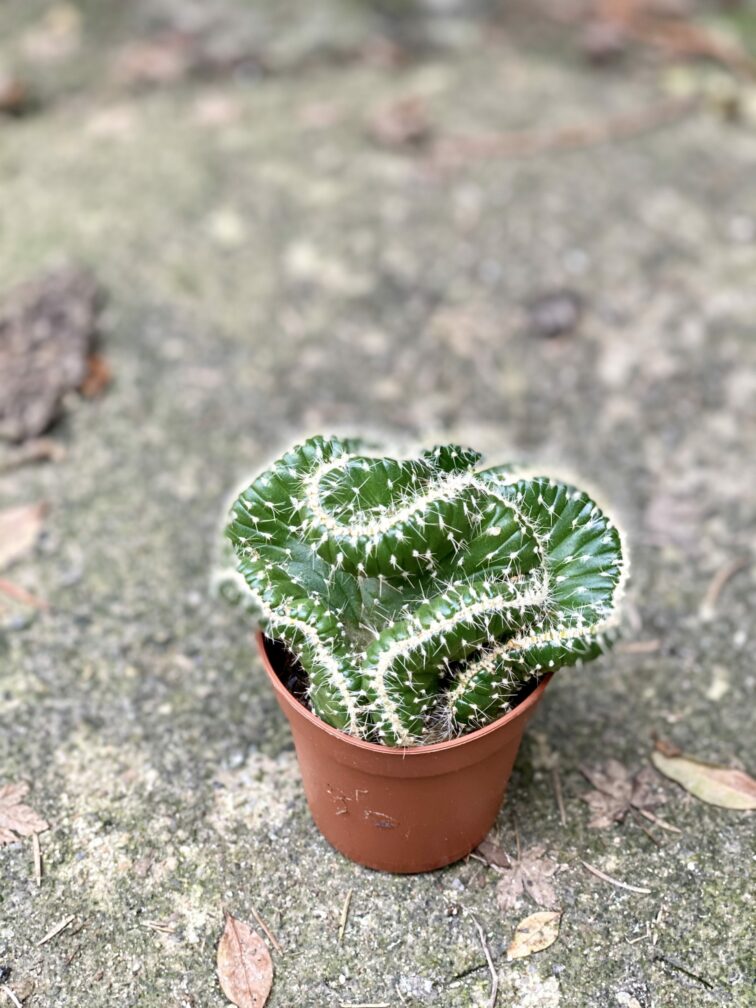 Zdjęcie rośliny Opuntia cylindrica, ujęcie 1