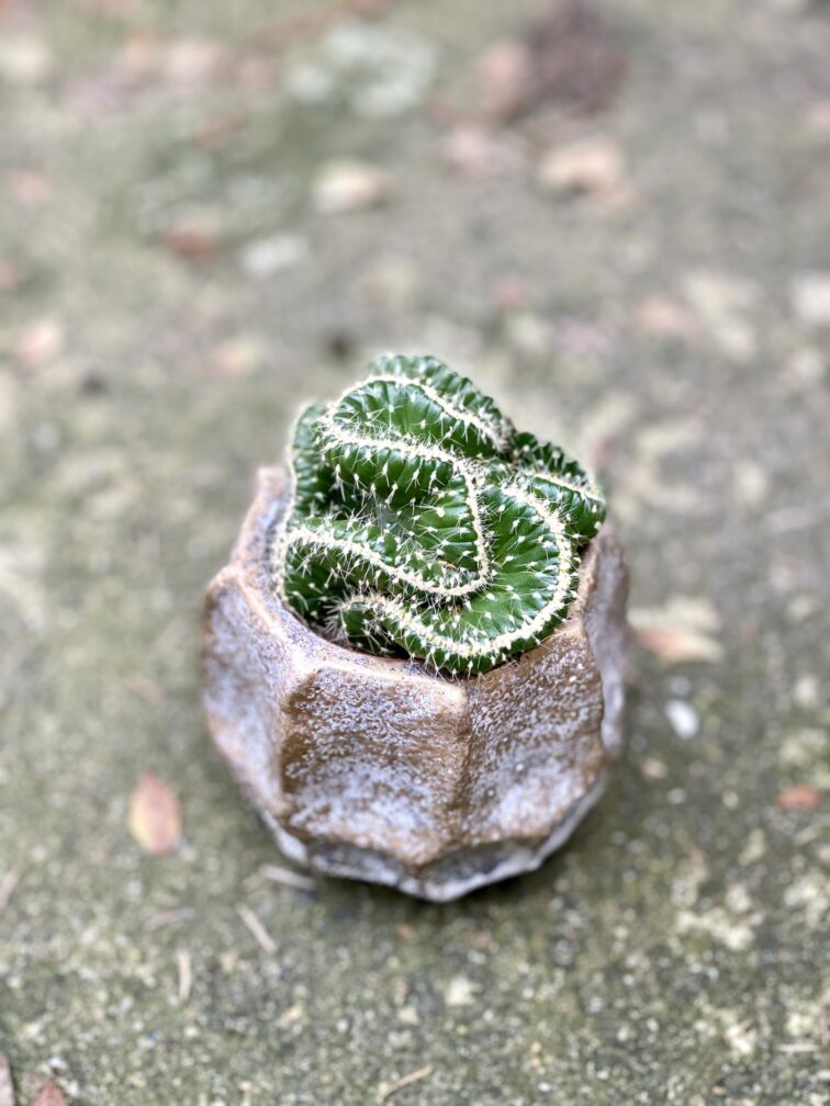 Zdjęcie rośliny Opuntia cylindrica, ujęcie 3