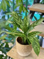 Zdjęcie doniczki lub oslonki: Osłonka K2 15x16 cm, ujęcie 2