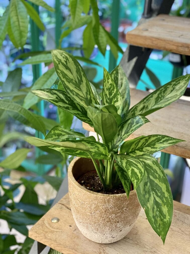 Zdjęcie doniczki lub oslonki: Osłonka K2 15x16 cm, ujęcie 2