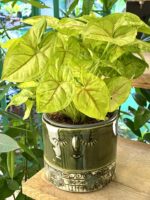 Zdjęcie doniczki lub oslonki: Osłonka Zofia 13x13 cm, ujęcie 2