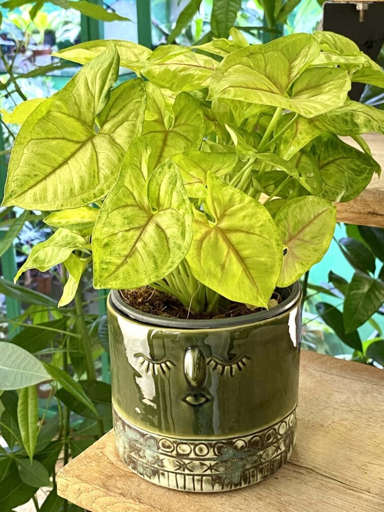 Zdjęcie doniczki lub oslonki: Osłonka Zofia 13x13 cm, ujęcie 2