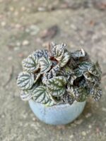 Zdjęcie rośliny Peperomia caperata burbella, ujęcie 3