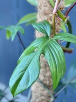 Zdjęcie rośliny Philodendron Florida Green, ujęcie 2