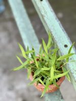 Zdjęcie rośliny Pogonatherum (Bambus), ujęcie 3