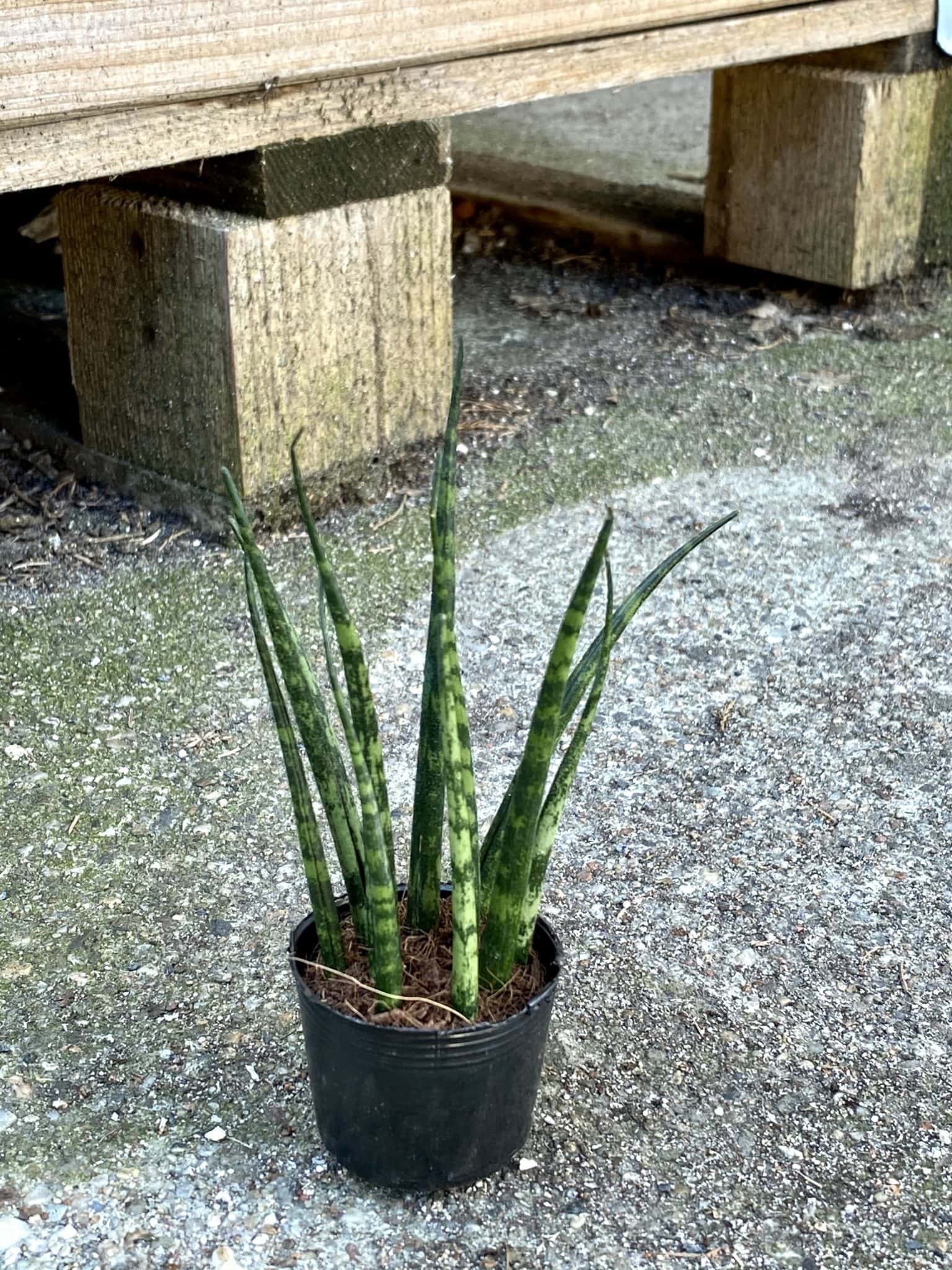 Sansevieria Fernwood Mikado - Jungle Boogie