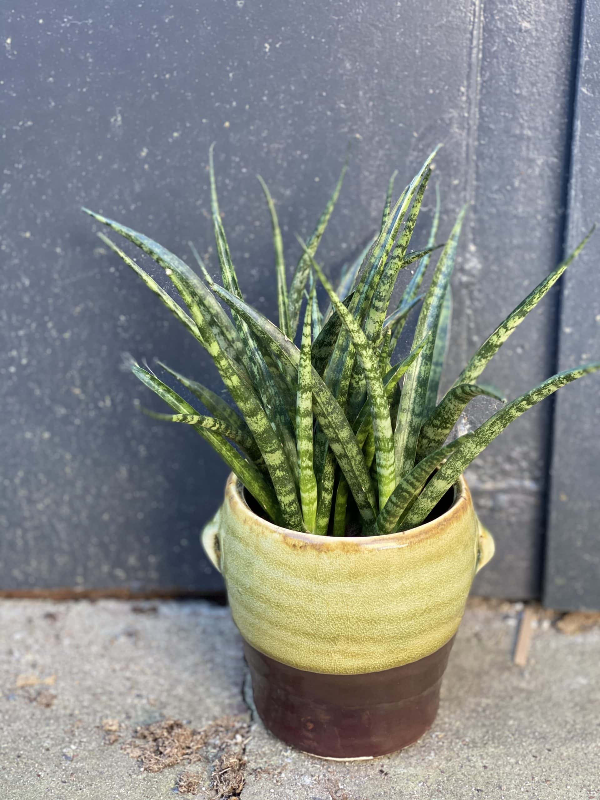 Zdjęcie rośliny Sansevieria Fernwood Punk, ujęcie 1