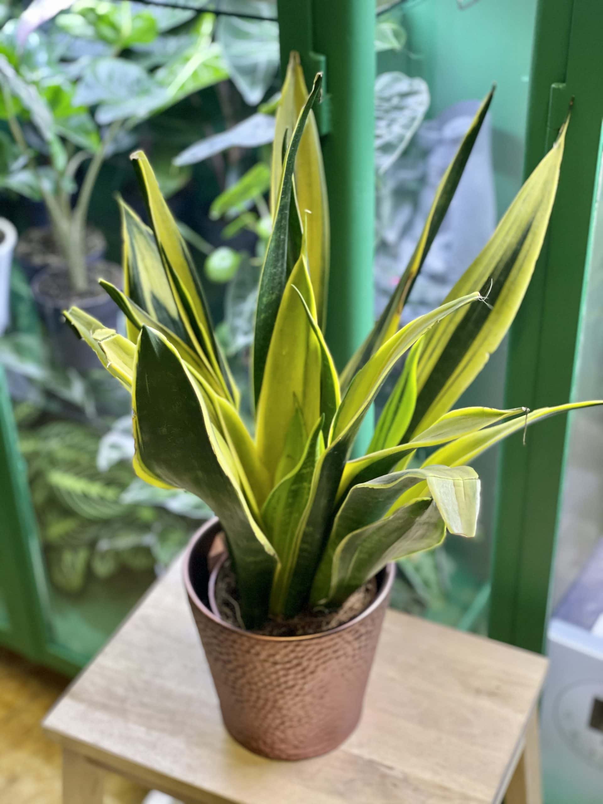 Zdjęcie rośliny Sansevieria Golden Flame, ujęcie 1