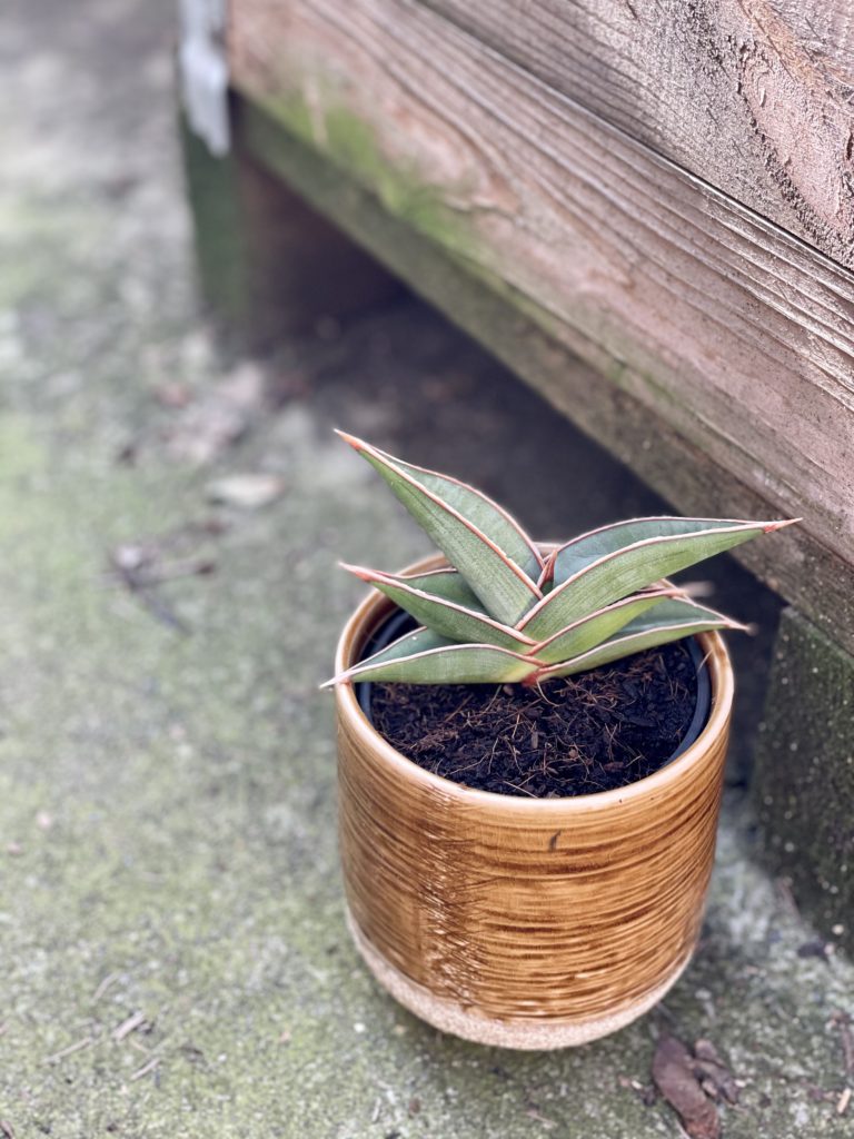 Sansevieria Silver Almond - Jungle Boogie