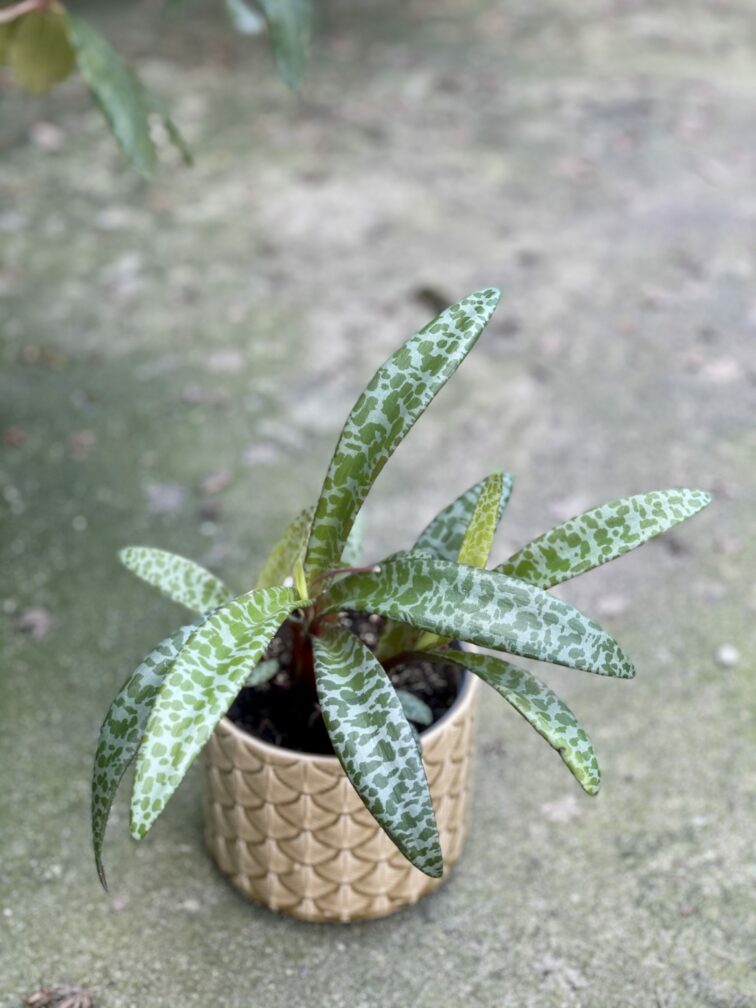 Zdjęcie rośliny Scilla Violacea (Cebulica fiołkowa), ujęcie 1