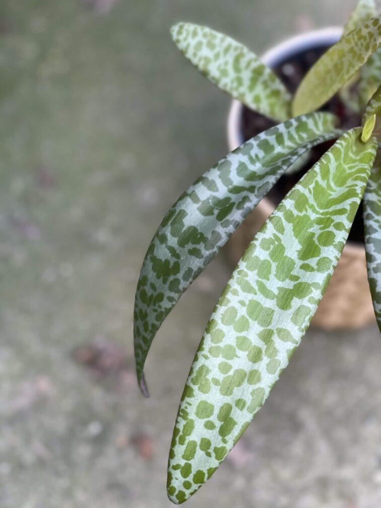 Zdjęcie rośliny Scilla Violacea (Cebulica fiołkowa), ujęcie 2