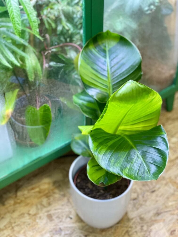 Zdjęcie rośliny Strelitzia nicolai variegata nr 1, ujęcie 1