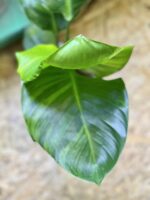 Zdjęcie rośliny Strelitzia nicolai variegata nr 1, ujęcie 2