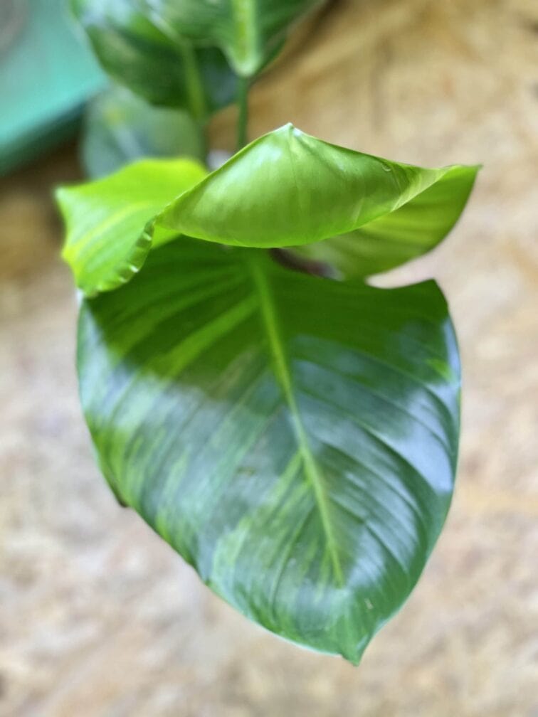 Zdjęcie rośliny Strelitzia nicolai variegata nr 1, ujęcie 2