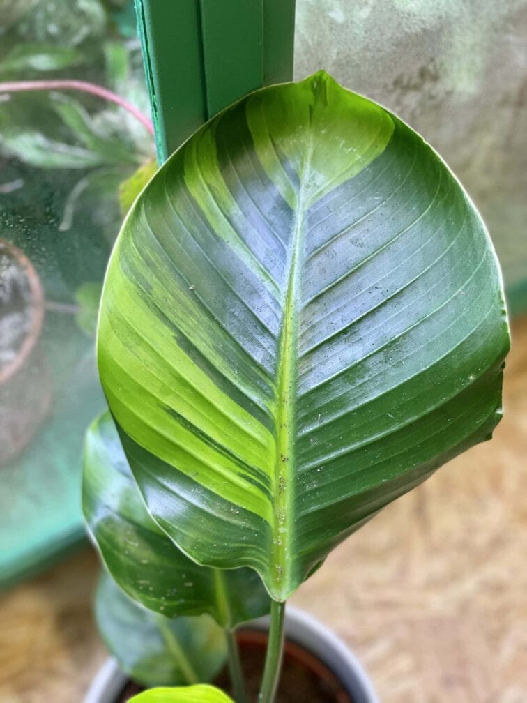 Zdjęcie rośliny Strelitzia nicolai variegata nr 1, ujęcie 3