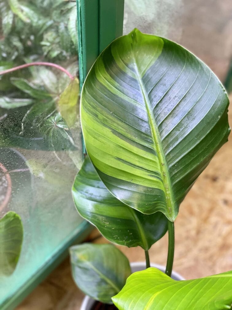 Zdjęcie rośliny Strelitzia nicolai variegata nr 1, ujęcie 4