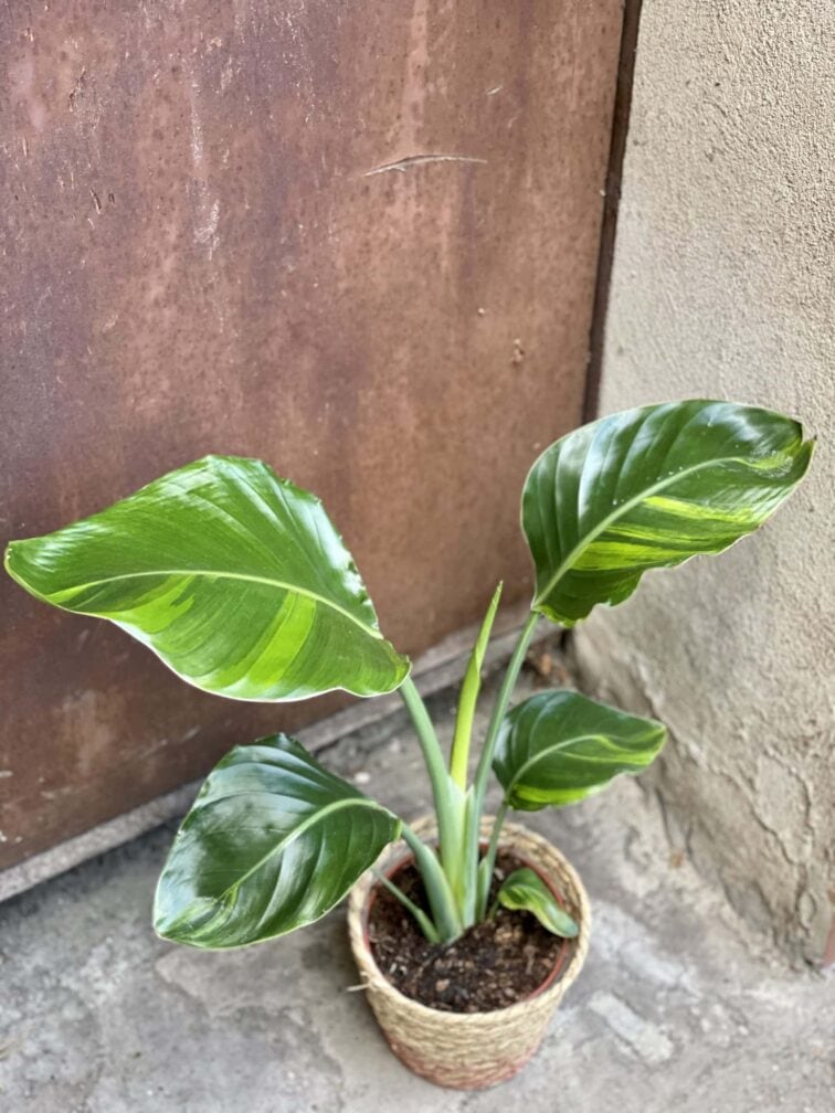 Zdjęcie rośliny Strelitzia nicolai variegata nr 2, ujęcie 3