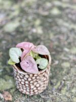 Zdjęcie rośliny Syngonium Neon Robusta, ujęcie 1