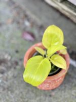 Zdjęcie rośliny Thaumatophyllum bipinnatifidum Gold, ujęcie 1