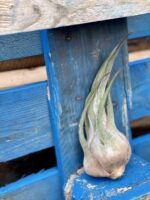 Zdjęcie rośliny Tillandsia seleriana (oplątwa), ujęcie 1