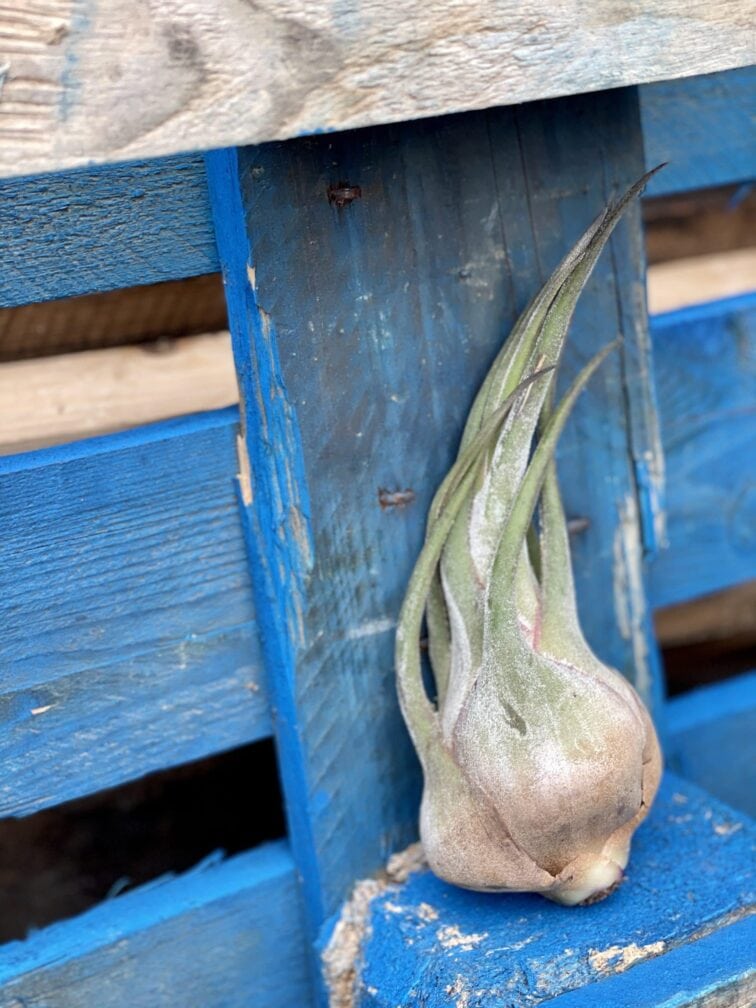 Zdjęcie rośliny Tillandsia seleriana (oplątwa), ujęcie 1