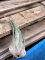 Zdjęcie rośliny Tillandsia seleriana (oplątwa), ujęcie 2