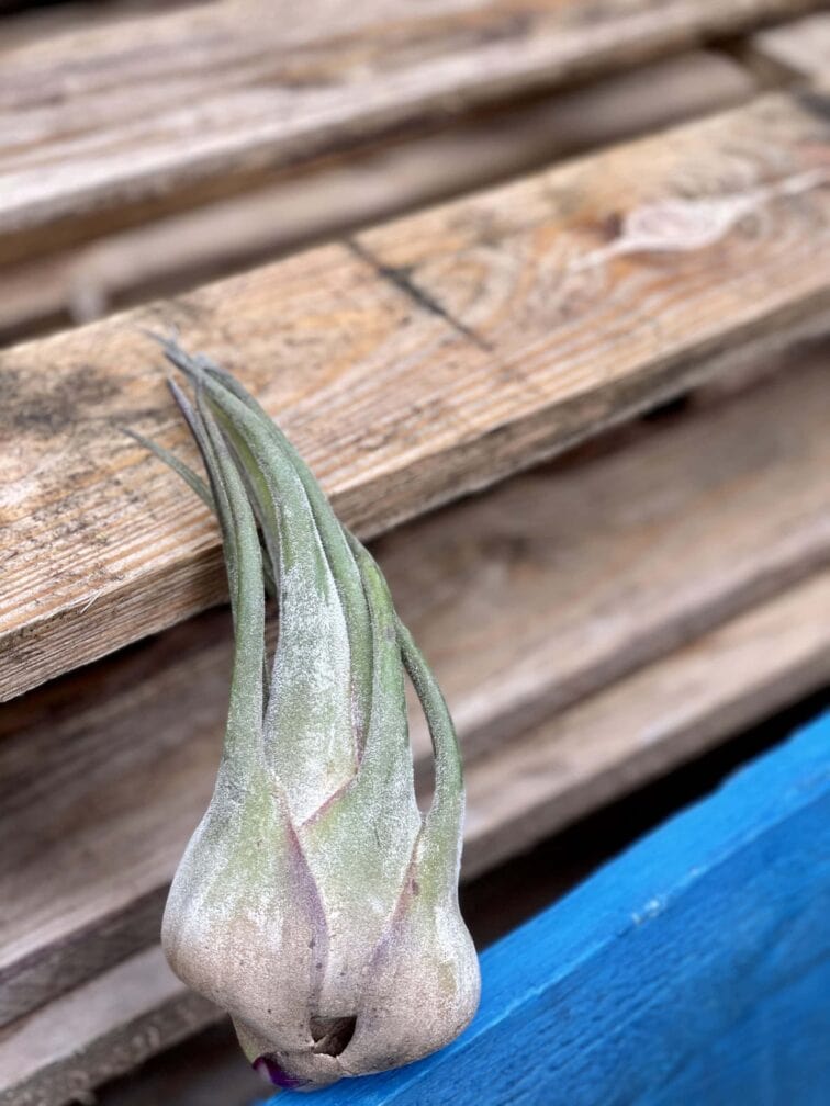 Zdjęcie rośliny Tillandsia seleriana (oplątwa), ujęcie 2