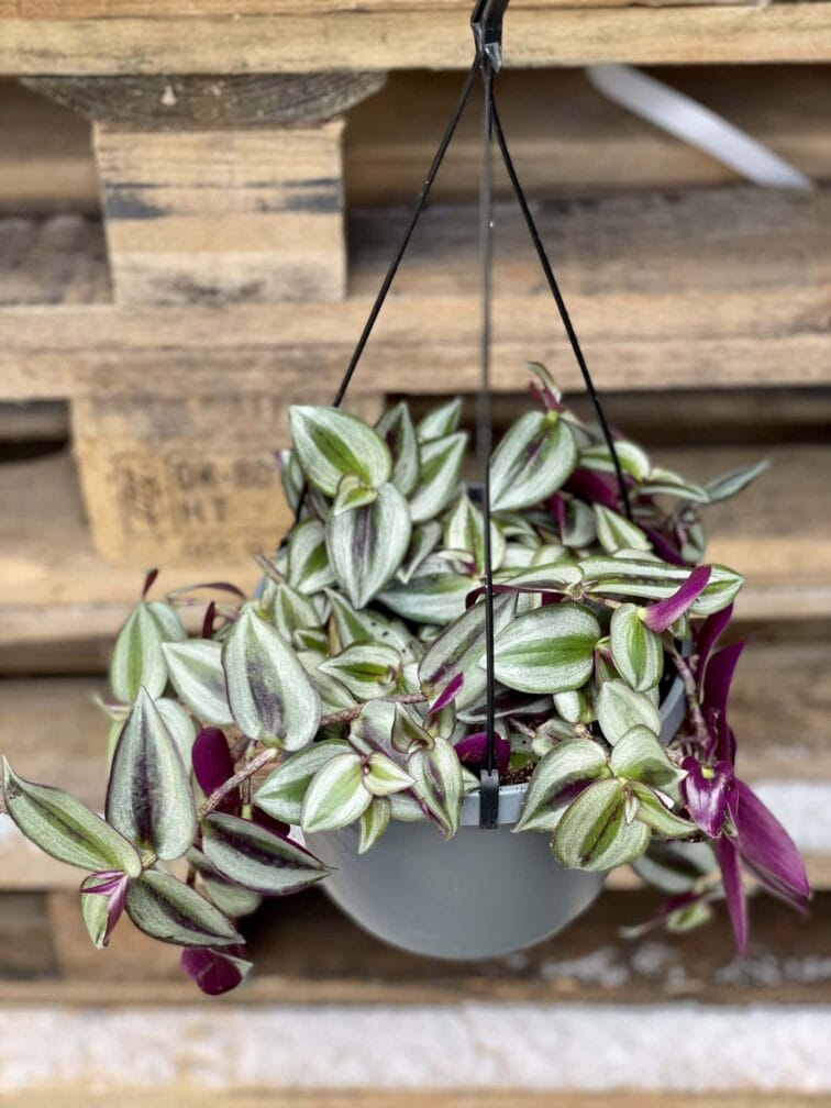 Zdjęcie rośliny Tradescantia Purple (Trzykrotka), ujęcie 1