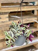 Zdjęcie rośliny Tradescantia Purple (Trzykrotka), ujęcie 3
