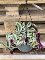 Zdjęcie rośliny Tradescantia Zebrina, ujęcie 1