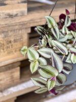 Zdjęcie rośliny Tradescantia Zebrina, ujęcie 2