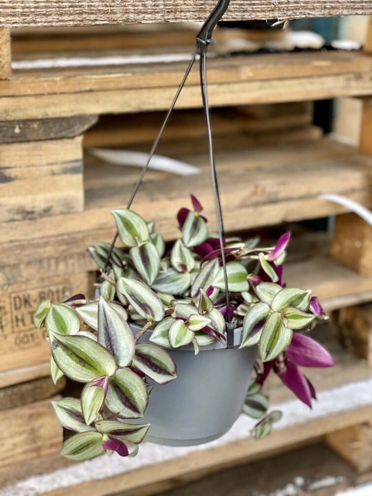 Zdjęcie rośliny Tradescantia Zebrina, ujęcie 3