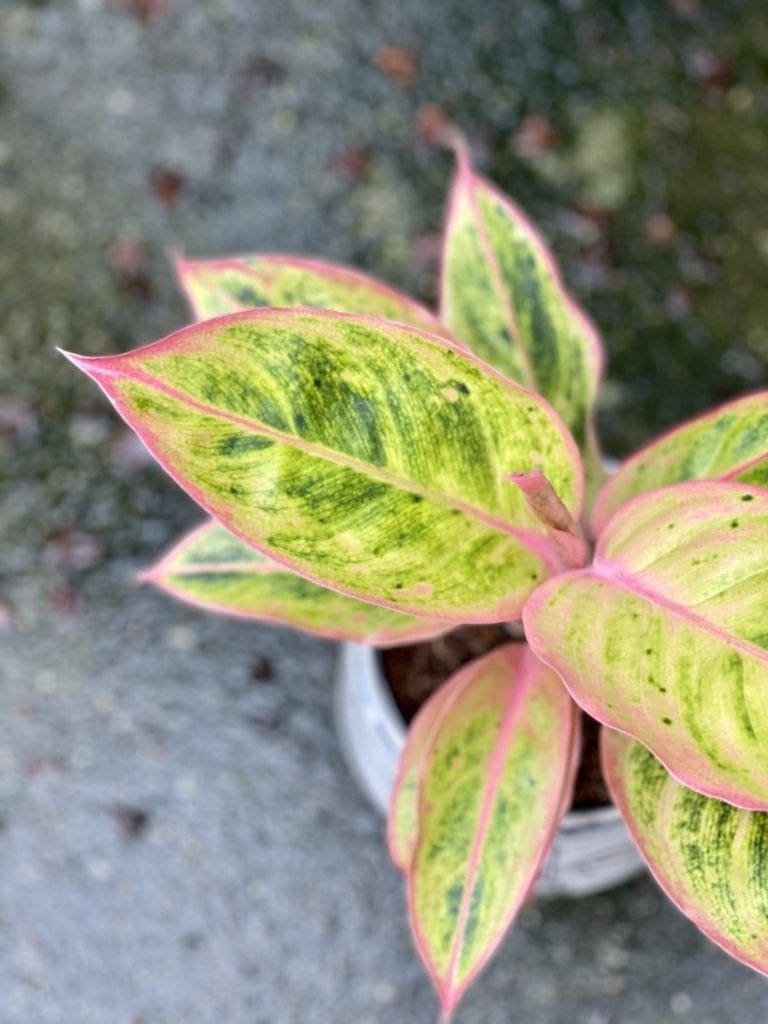 Aglaonema - łatwa w uprawie roślina doniczkowa