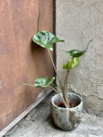 Zdjęcie rośliny Alocasia Stingray, ujęcie 2