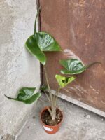 Zdjęcie rośliny Alocasia Stingray, ujęcie 3