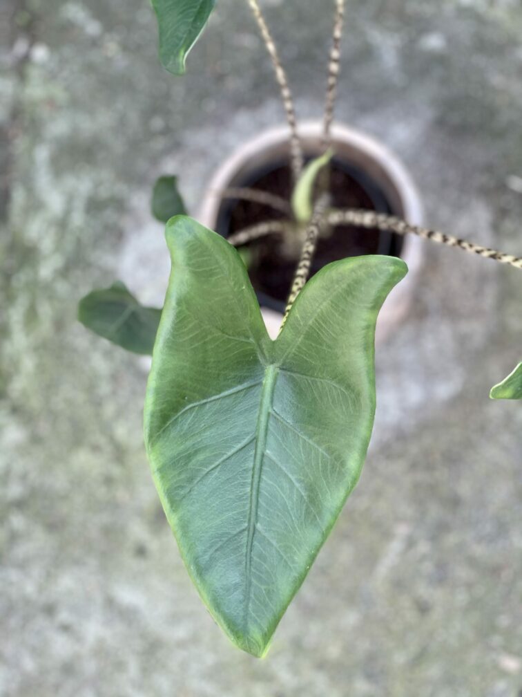 Zdjęcie rośliny Alocasia Zebrina, ujęcie 2