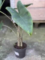 Zdjęcie rośliny Alocasia Zebrina, ujęcie 3