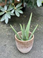 Zdjęcie rośliny Aloe Vera (Aloes), ujęcie 1