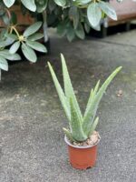 Zdjęcie rośliny Aloe Vera (Aloes), ujęcie 2