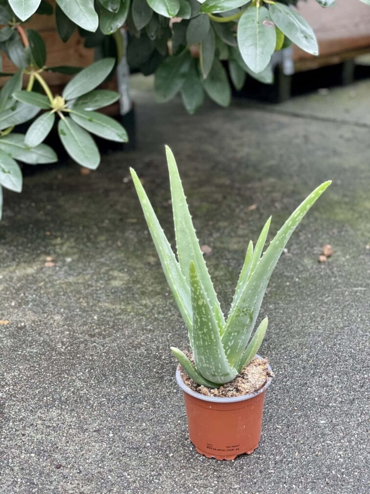 Zdjęcie rośliny Aloe Vera (Aloes), ujęcie 2